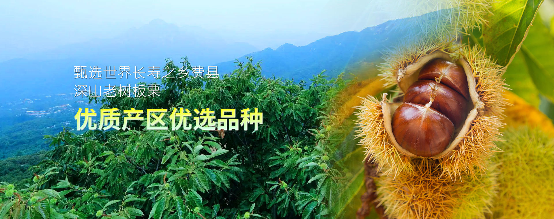 優質産區(qū)優選品種